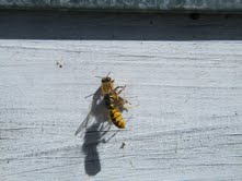 Bee and Wasp outside hive