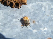 Unhealthy Worker Bee with deformed wings