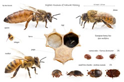European Honey Bees