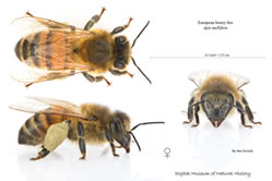 European Honey Bees - Workers